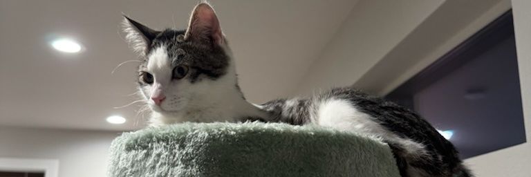 ✨️Nyithra✨️ banner