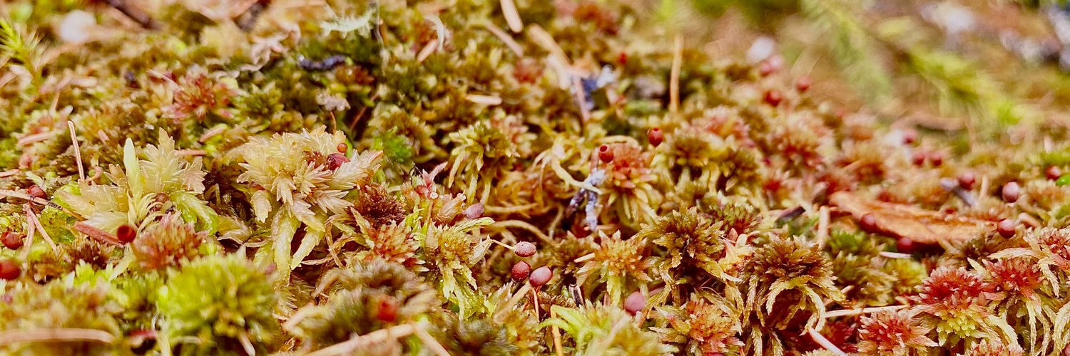 Courtney Miller banner