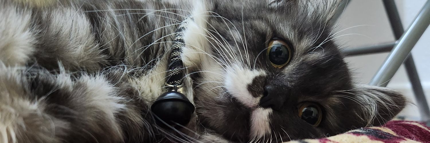 lilyonly's profile banner image