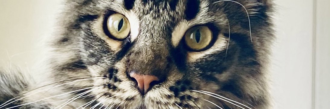 Gato_Blues's profile banner image