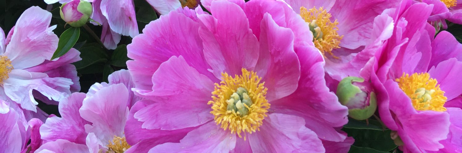 flowerzzz's profile banner image