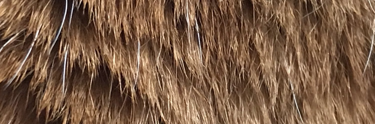 AlyssaChey's profile banner image
