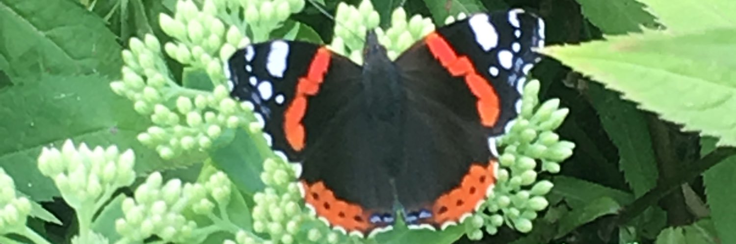 ⭐️❤️MSW❤️⭐️ banner