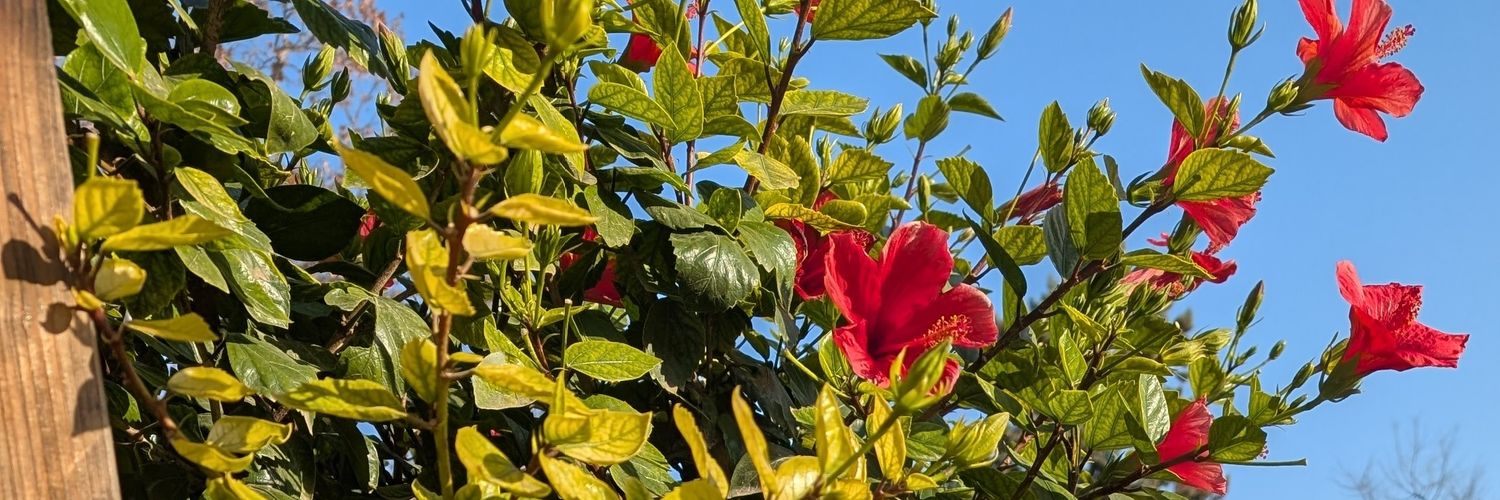 Bea🌷🍋❤️‍🔥 banner