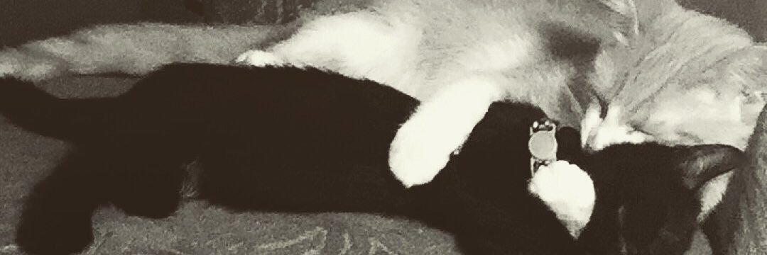 Ari_anna_a's profile banner image