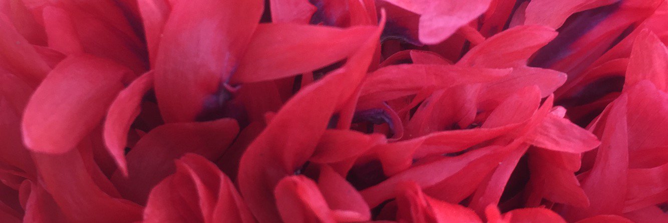 Belinda Johnson banner