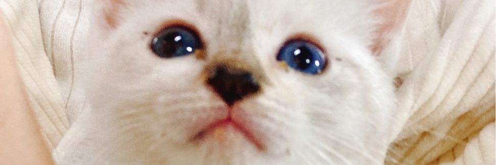 RieSato5's profile banner image