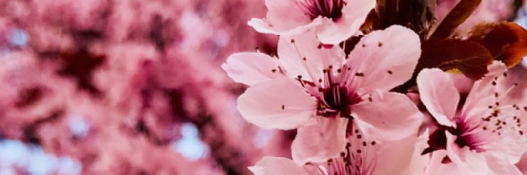 diah_cmut's profile banner image