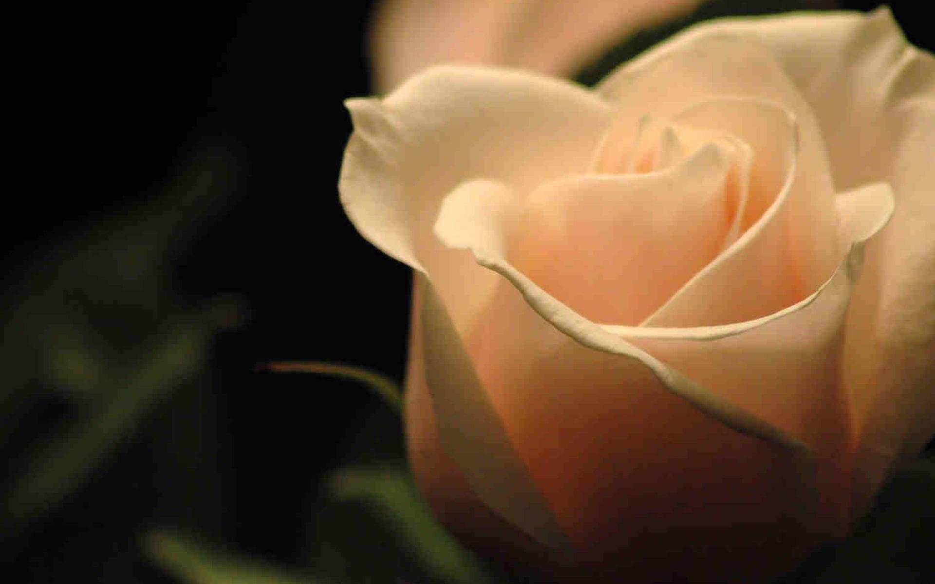 RamirezRonaMae's profile banner image