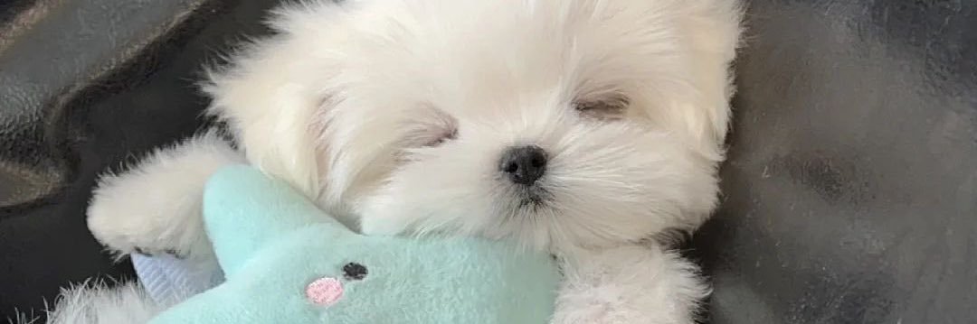 mai13331's profile banner image