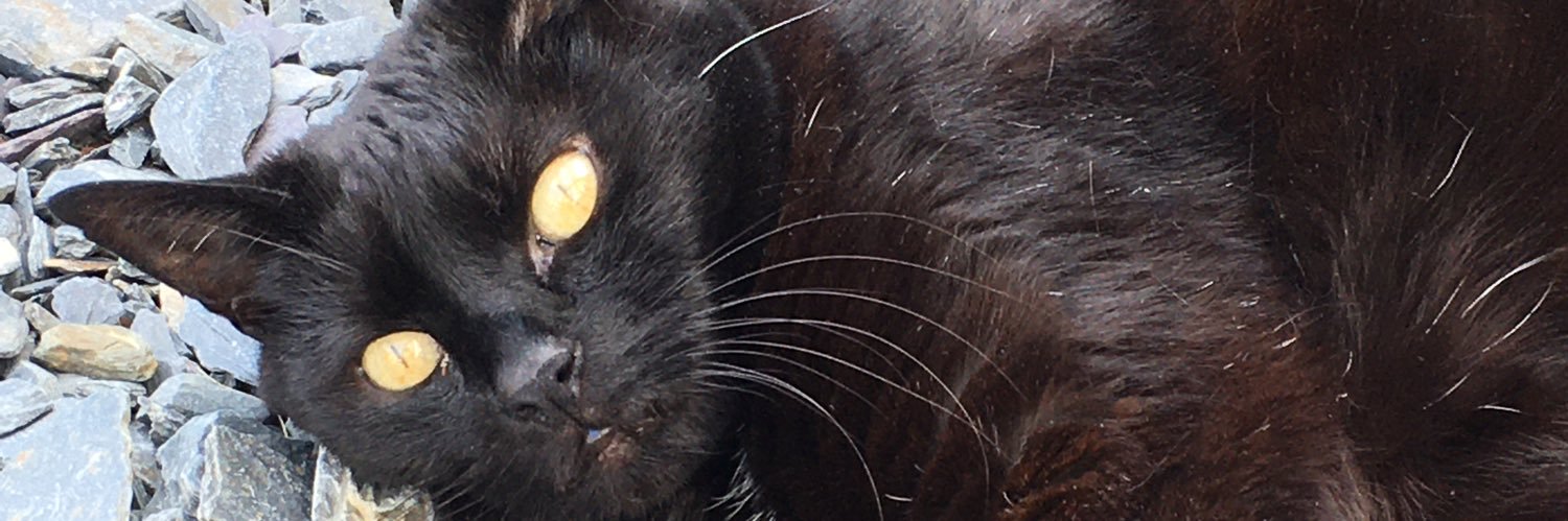 🌈🌈Angel Magic 🐈‍⬛ Panfur's banner