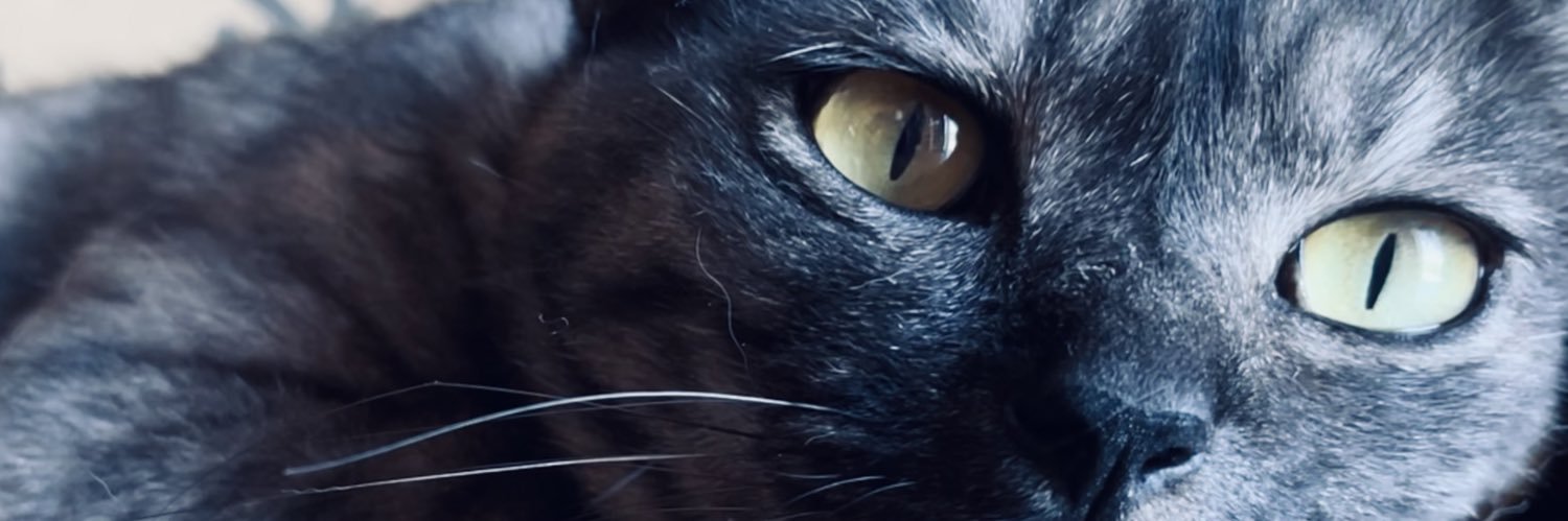 VhcP8's profile banner image