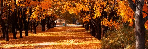 Lgautunno's profile banner image