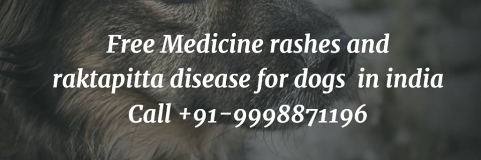 DogLoverind's profile banner image