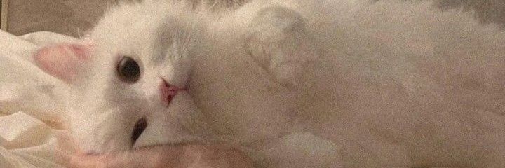 sendyhermi's profile banner image