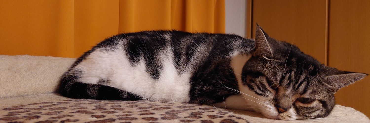 あんみ猫 banner