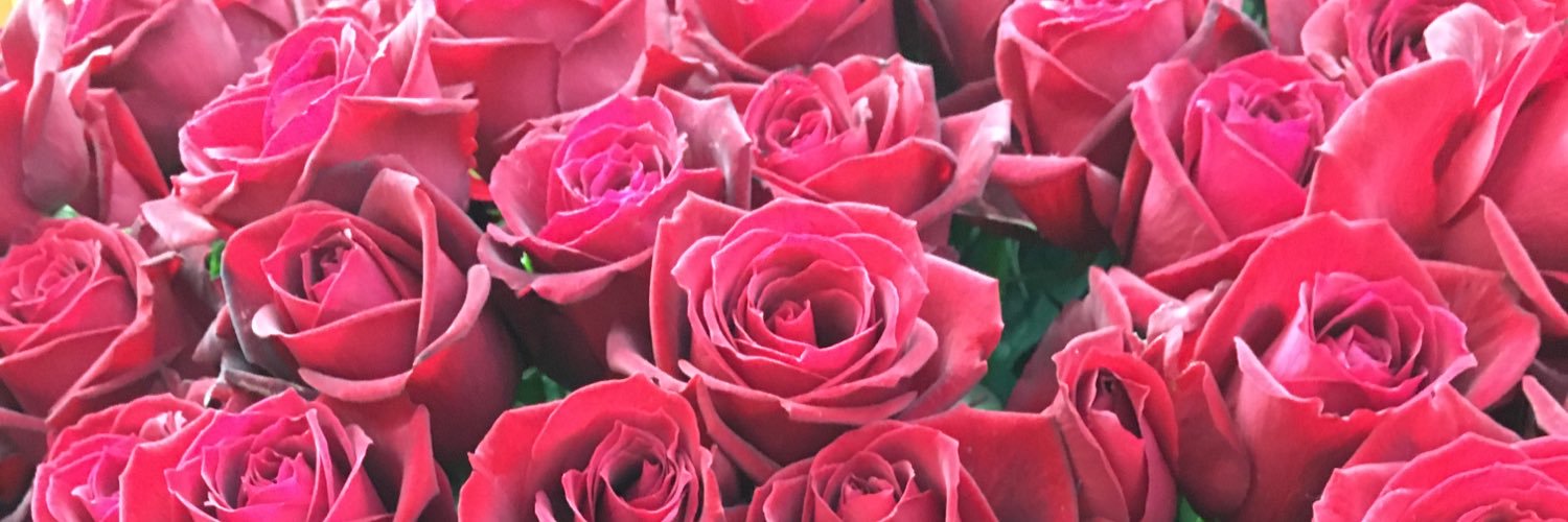 plus_elf's profile banner image