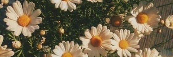 nicolike's profile banner image