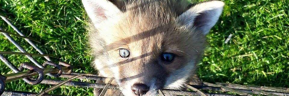 redwillow's profile banner image
