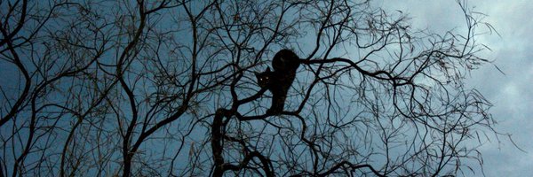 NatickBobCat Profile Banner