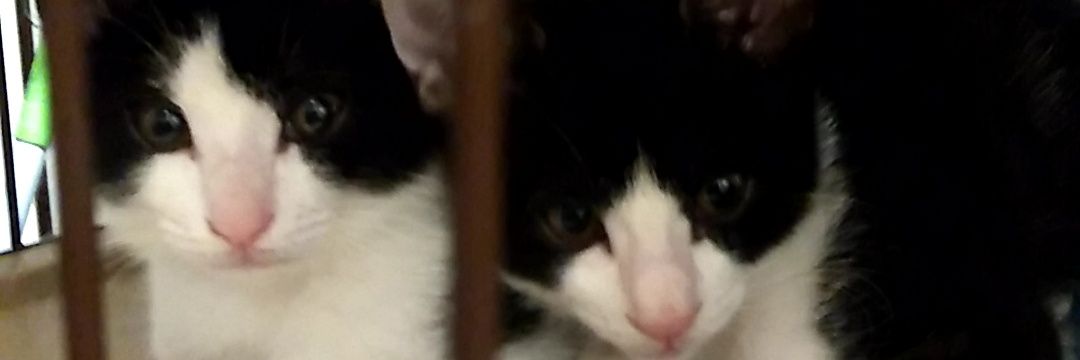 まっつんDX 猫様の下僕🐈🐈‍⬛ banner