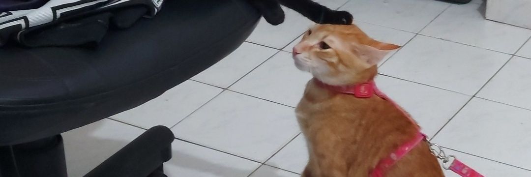 lbeapimentel's profile banner image