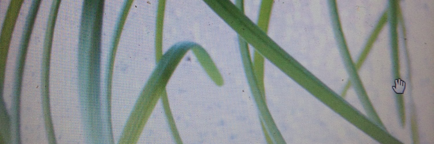 clavenderart's profile banner image