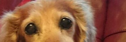 Monica Fernandes banner