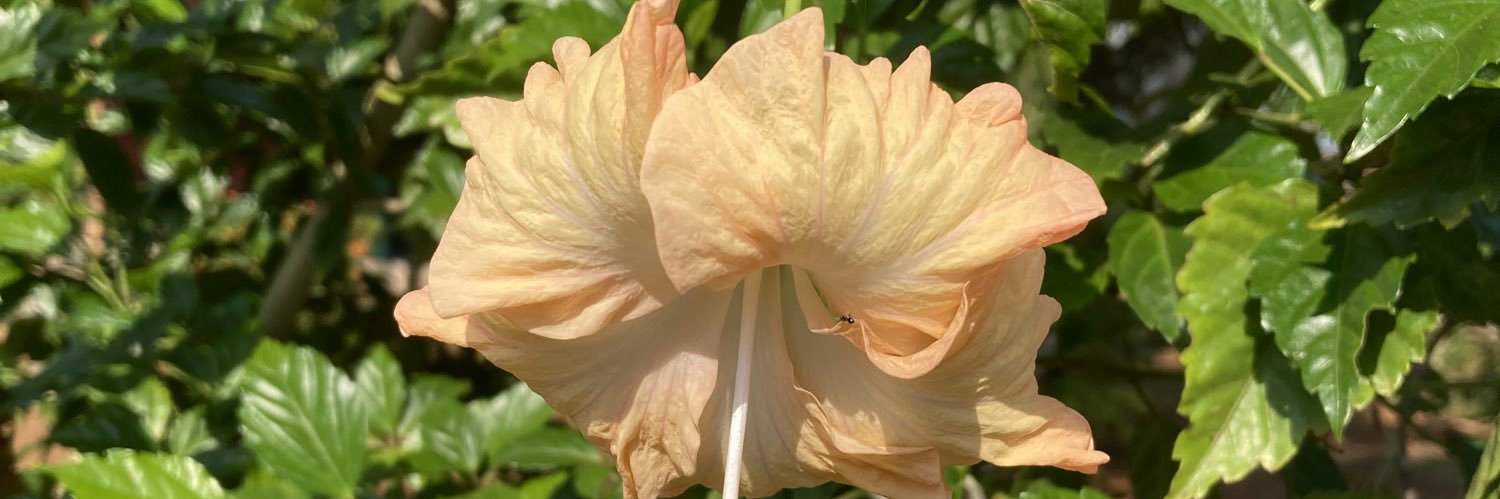B. banner