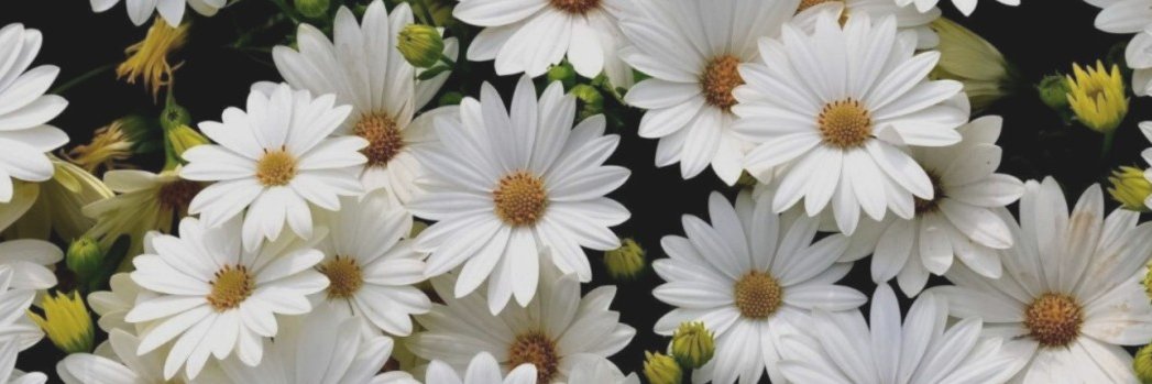 prosperitypixie's profile banner image