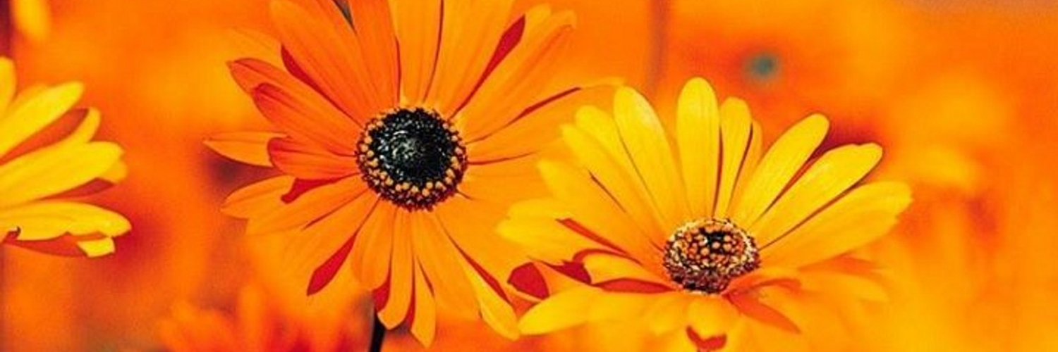 rohitjd13's profile banner image