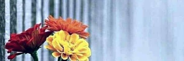 cirenedesousa2's profile banner image