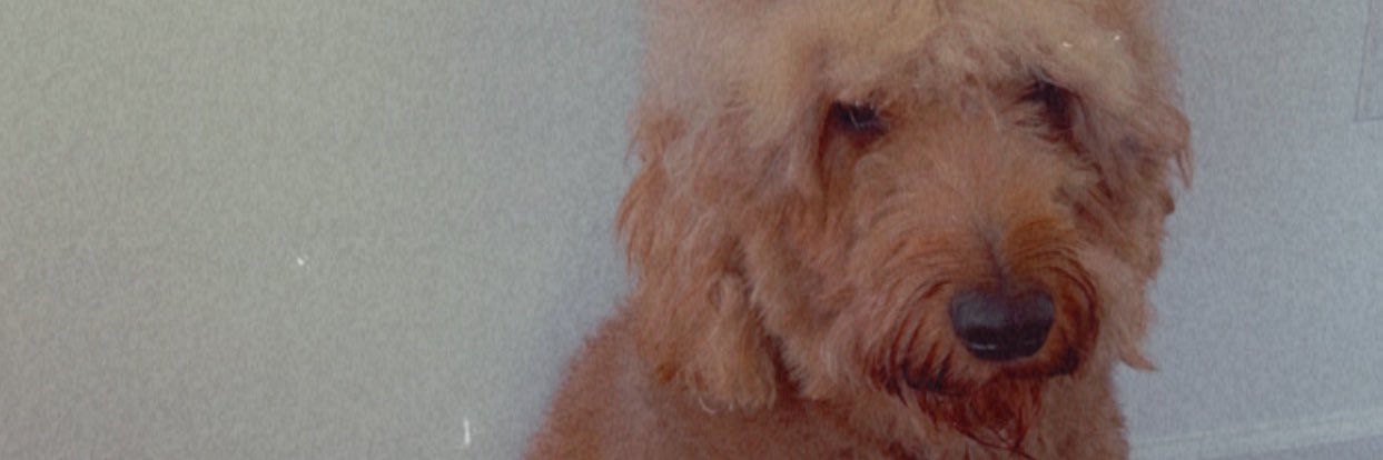 rodryglez's profile banner image