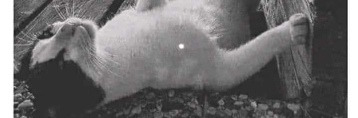 Draco 5aint Morsa banner