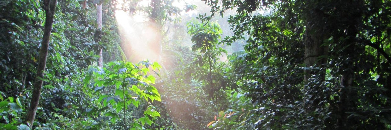 WCS Indonesia banner