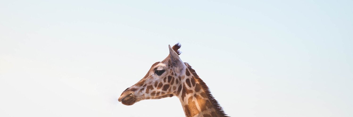 __Sarahkh's profile banner image