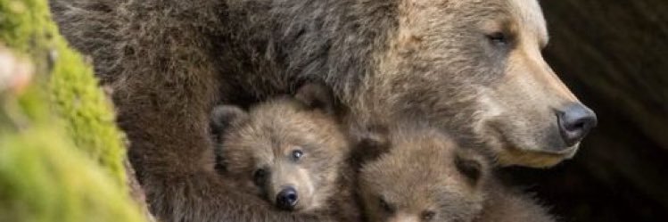 sachi🇵🇸🐻守れ 永田町の野良犬 banner