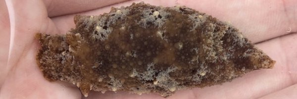 sfarquhar64 Profile Banner