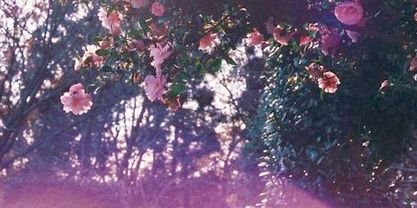 dahlabannotah's profile banner image