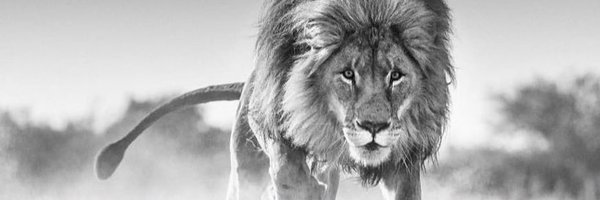 CocoJahSeed Profile Banner