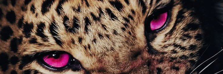 apretavenus's profile banner image
