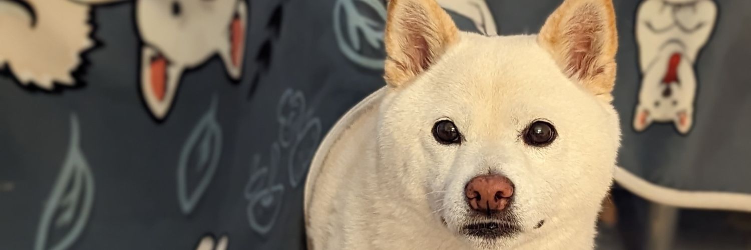 StubbornShibaCo's profile banner image