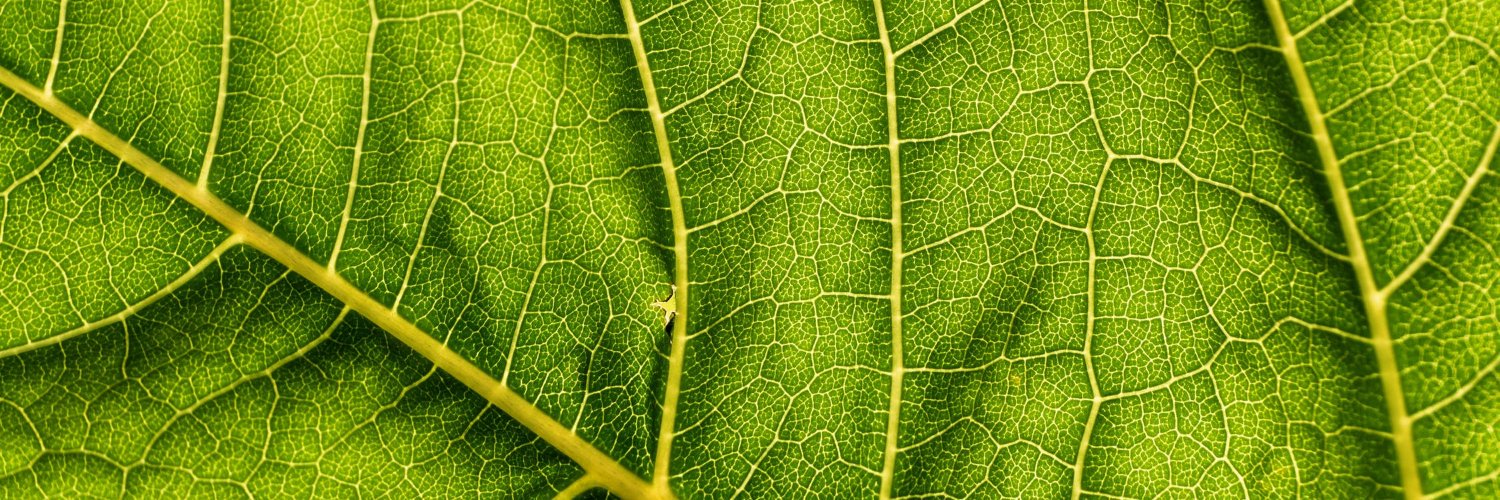 Kirsten Wright banner