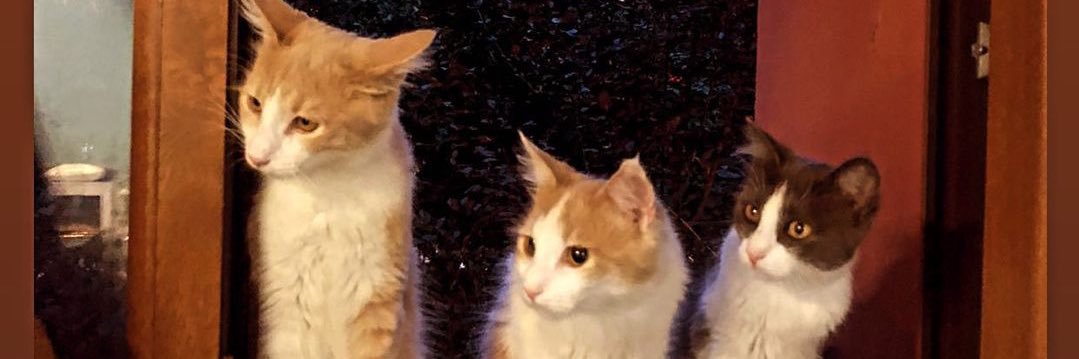 ceyyucar's profile banner image