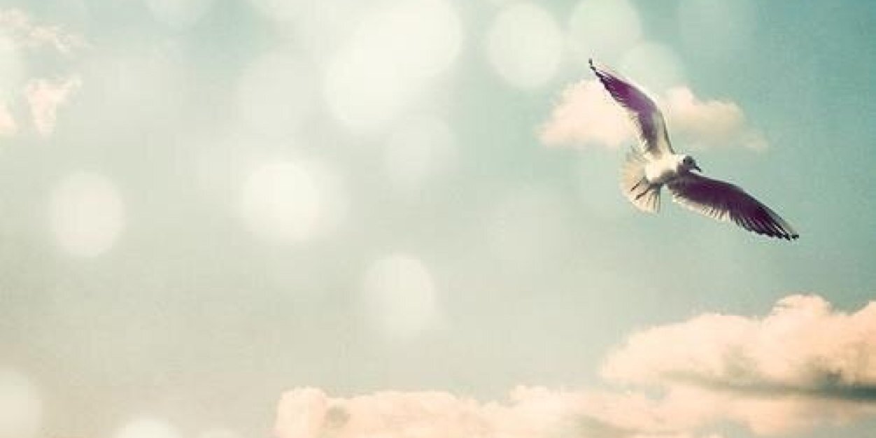 qdbp8's profile banner image