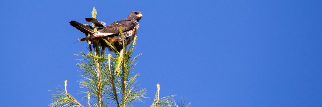 SA Forestry magazine banner