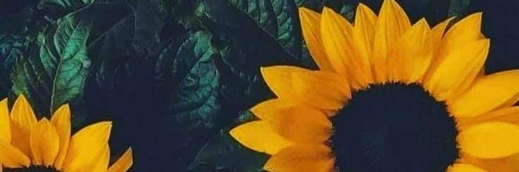 ctesteves's profile banner image