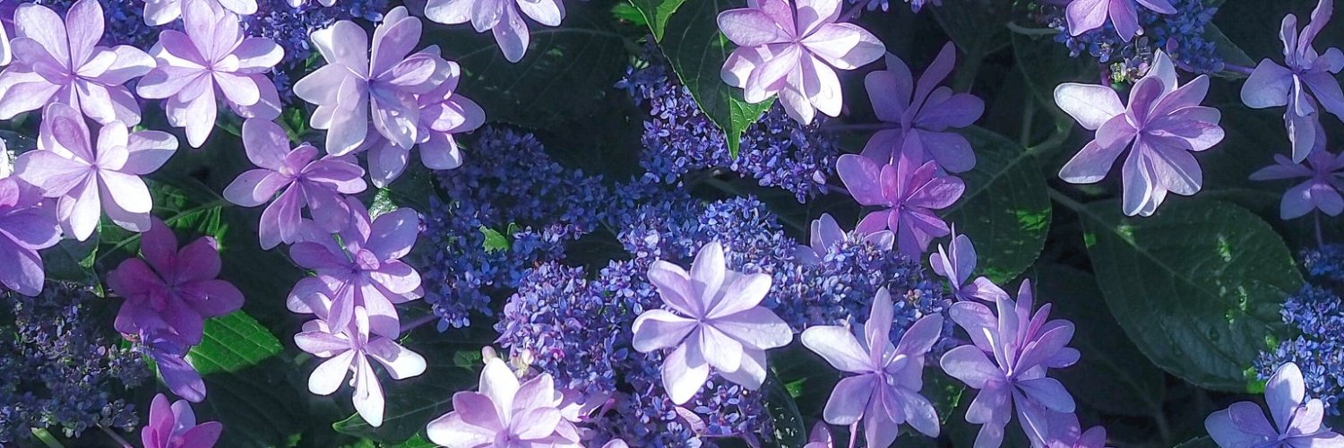 ume_mery's profile banner image
