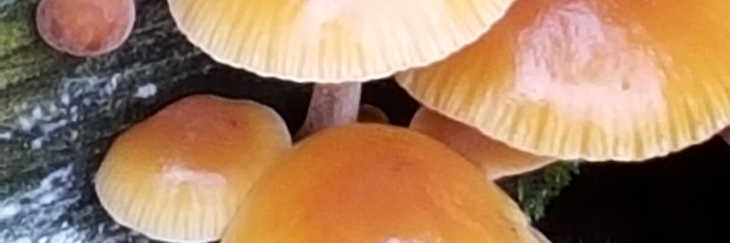 NChachapour's profile banner image