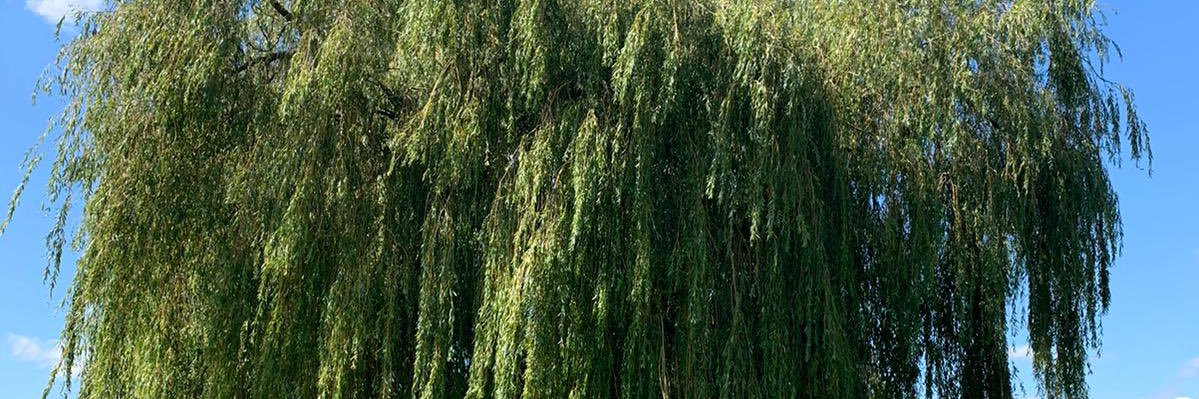 levilucescu's profile banner image